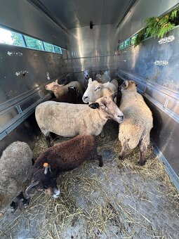 Nabízím přepravu hospodářských zvířat a menších koní - 8