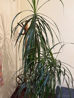 Květina Dracaena Marginata - Dračinec (Dracena) - 8
