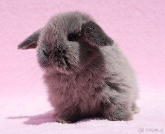Mini beránek , kuní modrá samička s VP . - 8