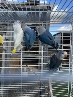 Letošní odchovy - 8