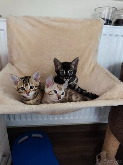 Bengálský Charcoal kocourek s PP - 8