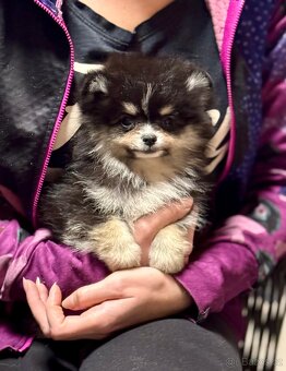 Pomeranian / Německý špic - 8