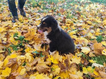 Australský ovčák –  poslední krasavec k odběru - 8