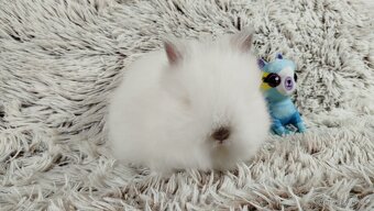 Zakrslý králík, králíček -(TEDDY)-HERBERT - 8