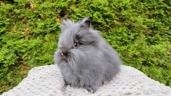 Zakrslý králík, králíček -(TEDDY)-OLAF A OLINA - 8
