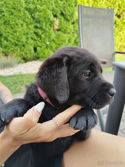 Stenatka labradora s Prukazem puvodu - rezervace - 8