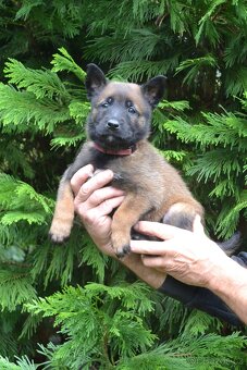 Belgický ovčák - malinois - 8