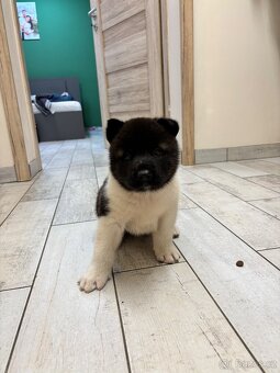Americká akita - štěňata - 8