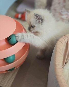 Ragdoll koťatka blue lynx - 8