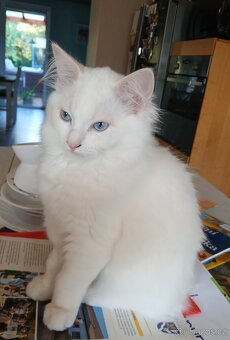 Ragdoll koťátka s PP - 8