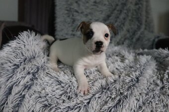 Jack Russell teriér - jrt - 8