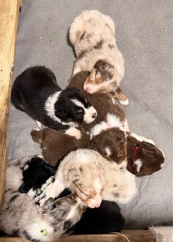 Australský ovčák štěňátka - 8