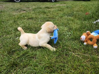 Nabídka štěňat labradorského retrievera - 8