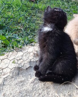 Koťátka alá Munchkin „kočičí jezevčík“ a „černé pumičky" - 8