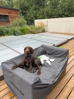 Německý ohař krátkosrstý hnědý - 8