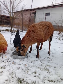 Kamerunská ovce - 8