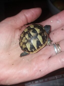Suchozemská želva zelenavá mláďata - 8