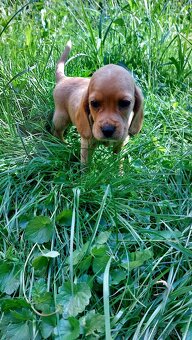 Kokrspanel,kokeršpaniel,beagle,bigel - 8