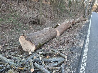 Pořez kulatiny přenosným katrem v místě kácení - 8