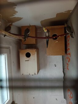 Letošní mladé Korely - 8