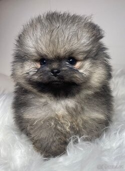 Pomeranian s PP FCI - nádherná štěňátka - 8