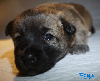 Malé plemeno štěňata MEDI s PP - 8