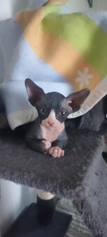 Sphynx - 8