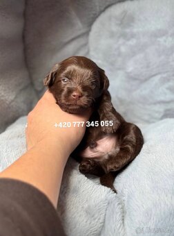 Maltipoo F1 Chocolate, 2,5 měsíce male boy - 8