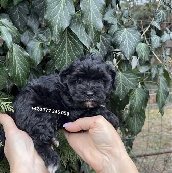 Maltipoo Black, fenka 800€ - 8