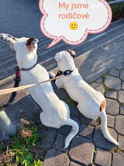 Jack russel teriér - 8
