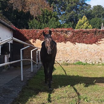Prodam A1/1 charakterní hřebec do sportu - 8
