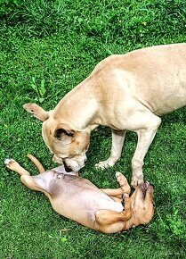 Nabízím Pitbulla s PP APBT na krytí. - 8