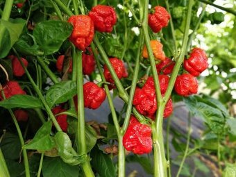 Sazenice chilli různých druhů - 8