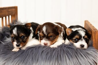 Biewer a Biro Yorkshire Terrier s PP, Jorkšír terier s PP - 8