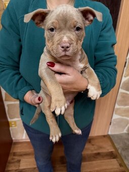 American Bully s PP ABKC - 8