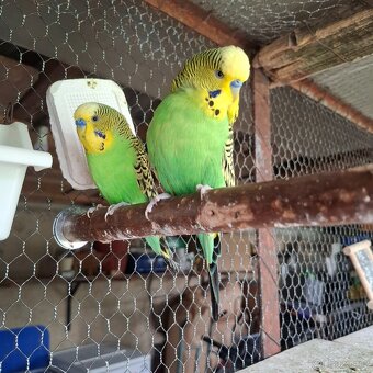 ANDULKY K ODBĚRU - 8