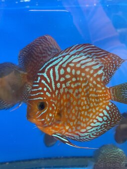 Terčovec- diskus - 8