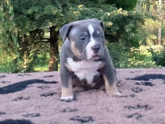 American bully - 8