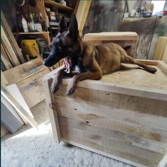 Belgický ovčák Malinois - 8