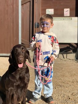 FLAT coated retriever -Černí kluci ť s PP - 8