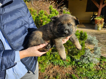 Německý ovčák štěňata bez PP - 8