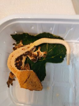 Pagekon řásnatý top ceny - 8