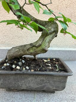 Bonsai, Bonsaj, jamadori, habr - 8