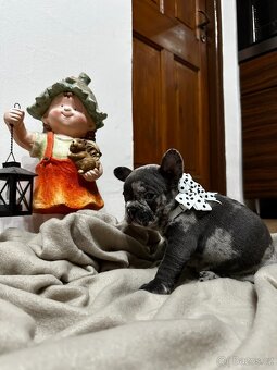 Francouzsky buldoček - 8