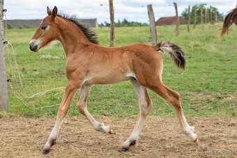 Připouštění welsh cob - 8