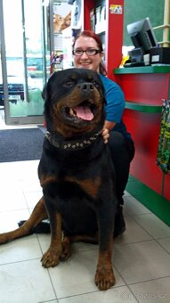 Rotvajler, rottweiler, RTW s PP - 8