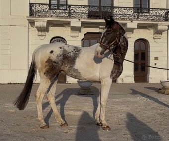 Valach atraktívnej farby - 8