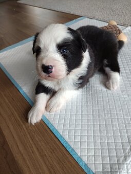 Border Kolie bez PP - 8
