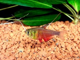 Endlerka (Poecilia wingei) - 8