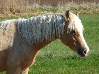 Prodám klisnu welsh pony, sekce B. - 8